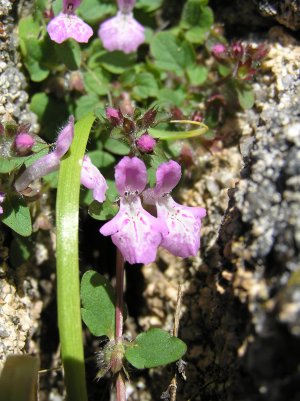 Stachys corsica / Betonica corsica